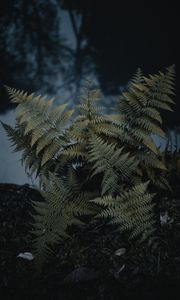 Preview wallpaper fern, plant, green, wild, nature