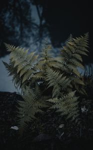 Preview wallpaper fern, plant, green, wild, nature