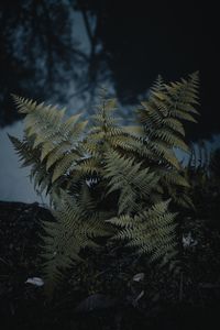 Preview wallpaper fern, plant, green, wild, nature