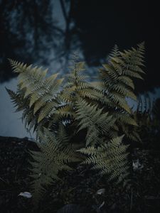 Preview wallpaper fern, plant, green, wild, nature