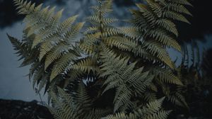 Preview wallpaper fern, plant, green, wild, nature