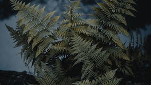Preview wallpaper fern, plant, green, wild, nature