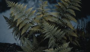 Preview wallpaper fern, plant, green, wild, nature