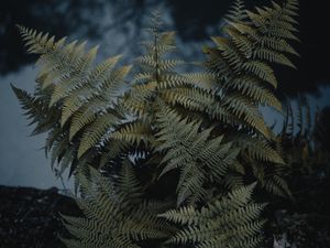 Preview wallpaper fern, plant, green, wild, nature