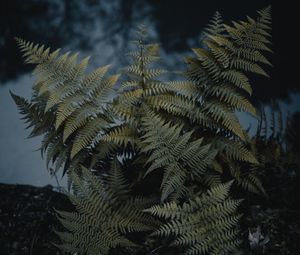 Preview wallpaper fern, plant, green, wild, nature