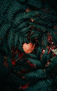 Preview wallpaper fern, plant, green, foliage, dry