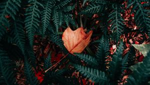 Preview wallpaper fern, plant, green, foliage, dry