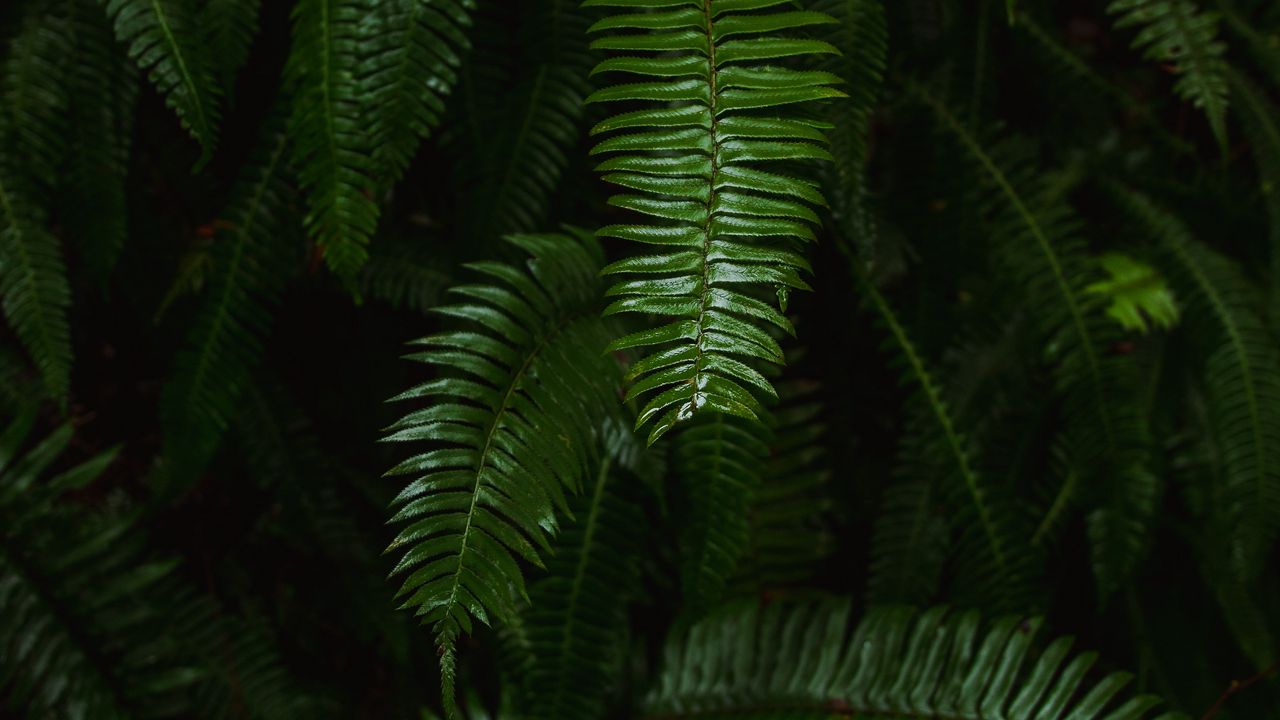 Wallpaper fern, plant, green, leaves