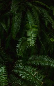 Preview wallpaper fern, plant, green, leaves