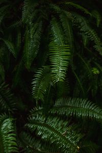 Preview wallpaper fern, plant, green, leaves