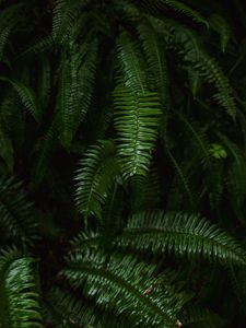 Preview wallpaper fern, plant, green, leaves