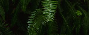 Preview wallpaper fern, plant, green, leaves