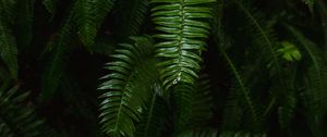 Preview wallpaper fern, plant, green, leaves