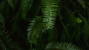 Preview wallpaper fern, plant, green, leaves