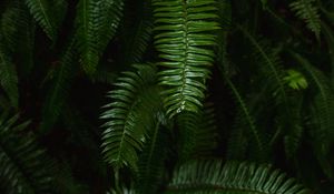 Preview wallpaper fern, plant, green, leaves