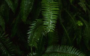 Preview wallpaper fern, plant, green, leaves