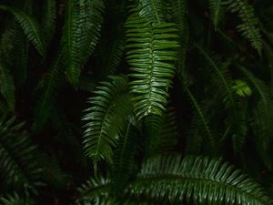 Preview wallpaper fern, plant, green, leaves