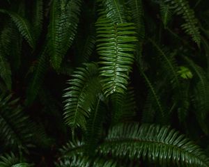 Preview wallpaper fern, plant, green, leaves