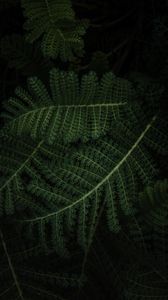 Preview wallpaper fern, plant, green, leaves, macro