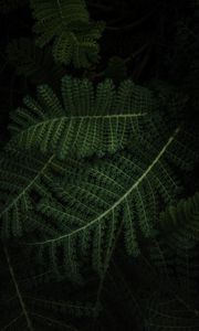 Preview wallpaper fern, plant, green, leaves, macro