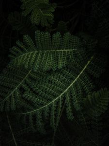 Preview wallpaper fern, plant, green, leaves, macro