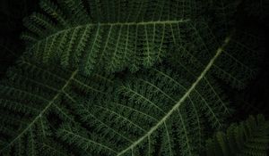 Preview wallpaper fern, plant, green, leaves, macro