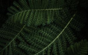 Preview wallpaper fern, plant, green, leaves, macro