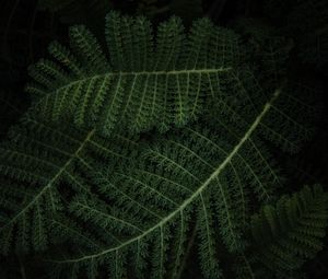 Preview wallpaper fern, plant, green, leaves, macro