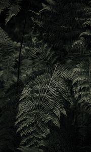 Preview wallpaper fern, plant, green