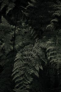 Preview wallpaper fern, plant, green