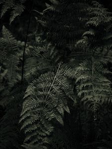 Preview wallpaper fern, plant, green