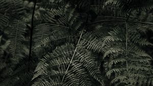 Preview wallpaper fern, plant, green