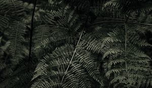 Preview wallpaper fern, plant, green