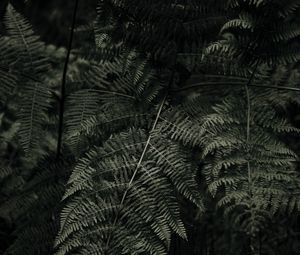 Preview wallpaper fern, plant, green