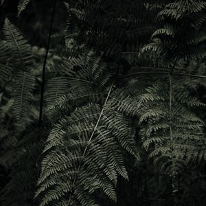Preview wallpaper fern, plant, green