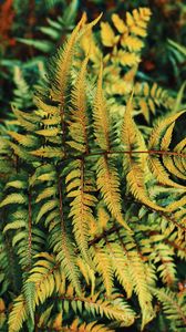 Preview wallpaper fern, plant, green, leaves, autumn
