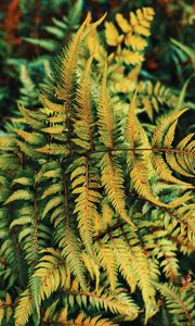 Preview wallpaper fern, plant, green, leaves, autumn