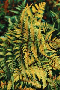 Preview wallpaper fern, plant, green, leaves, autumn