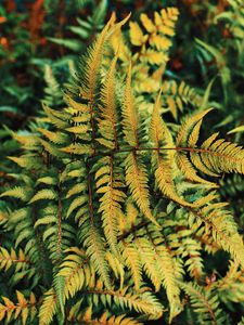 Preview wallpaper fern, plant, green, leaves, autumn