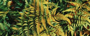 Preview wallpaper fern, plant, green, leaves, autumn