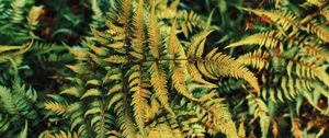 Preview wallpaper fern, plant, green, leaves, autumn