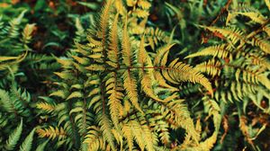 Preview wallpaper fern, plant, green, leaves, autumn