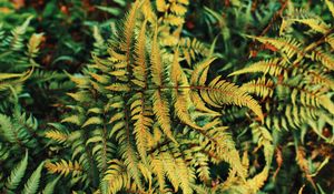 Preview wallpaper fern, plant, green, leaves, autumn
