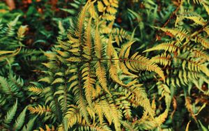 Preview wallpaper fern, plant, green, leaves, autumn