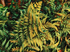 Preview wallpaper fern, plant, green, leaves, autumn