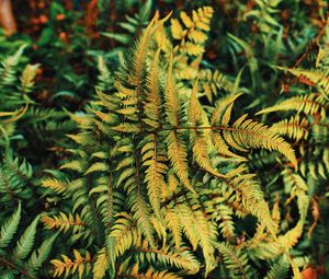 Preview wallpaper fern, plant, green, leaves, autumn