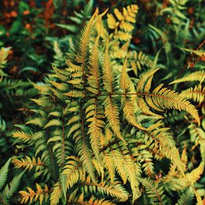 Preview wallpaper fern, plant, green, leaves, autumn