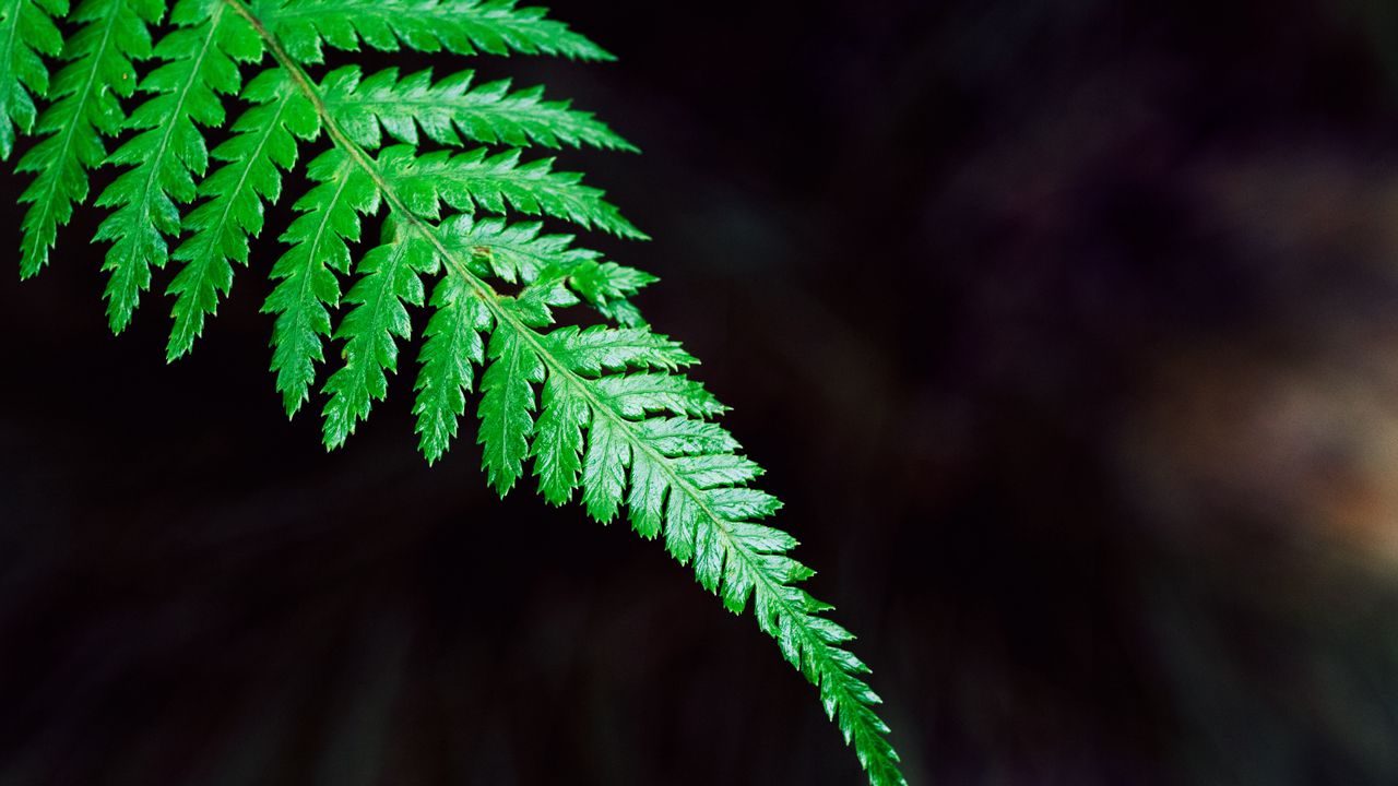 Wallpaper fern, plant, leaf