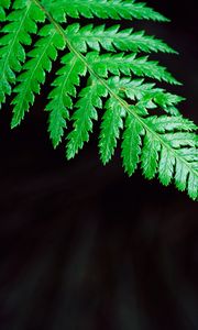 Preview wallpaper fern, plant, leaf
