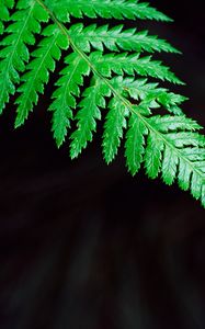 Preview wallpaper fern, plant, leaf